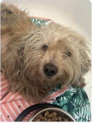 Found/Stray Female Dog last seen Tweedy & Alondra, South Gate, CA , South Gate, CA 90280