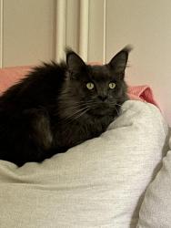 Lost Male Cat last seen Broad and Fitzwater, Philadelphia, PA 19146