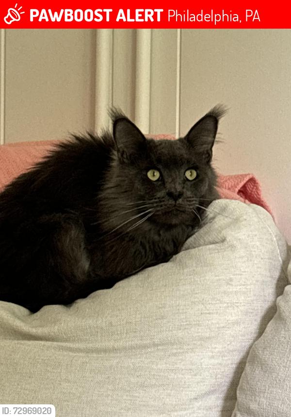 Lost Male Cat last seen Broad and Fitzwater, Philadelphia, PA 19146