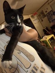Lost Male Cat last seen Fallaw road, Gaston, SC 29053