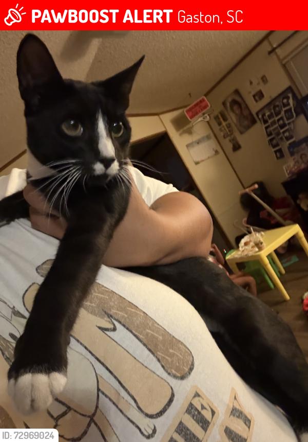 Lost Male Cat last seen Fallaw road, Gaston, SC 29053