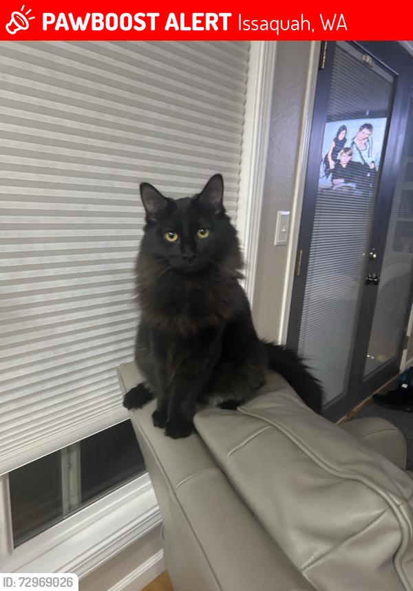 Lost Female Cat last seen Outside the hse, Issaquah, WA 98027