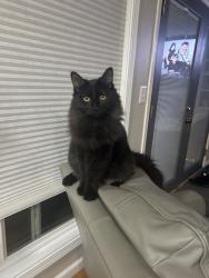 Lost Female Cat last seen Outside the hse, Issaquah, WA 98027