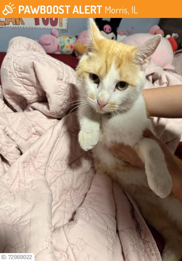 Found/Stray Unknown Cat last seen Gore Rd by the menards, Morris, IL 60450