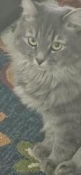 Reunited Female Cat last seen Saint Johns Church area Mt. Pleasant/Concord NC, Concord, NC 28025