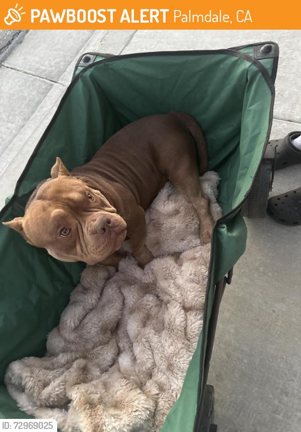 Found/Stray Male Dog last seen Soudan Ave Madeline court, Palmdale, CA 93552