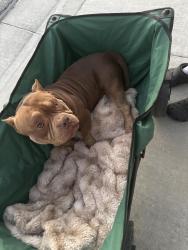 Found/Stray Male Dog last seen Soudan Ave Madeline court, Palmdale, CA 93552