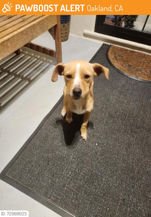 Found/Stray Female Dog last seen 64th ave and harmon, Oakland, CA 94621
