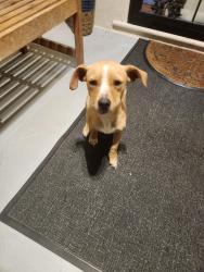 Found/Stray Female Dog last seen 64th ave and harmon, Oakland, CA 94621