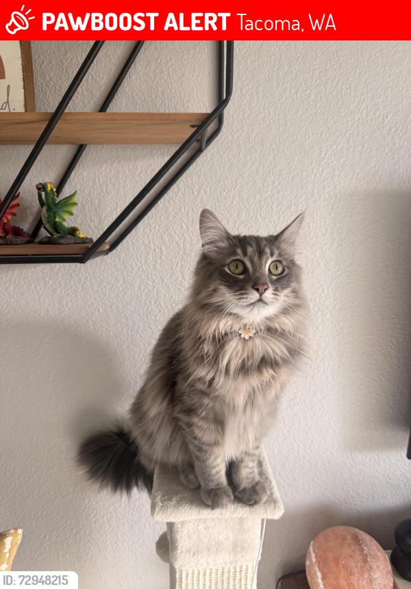 Lost Female Cat last seen Northpoint apmts, Tacoma, WA 98407
