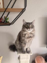 Lost Female Cat last seen Northpoint apmts, Tacoma, WA 98407
