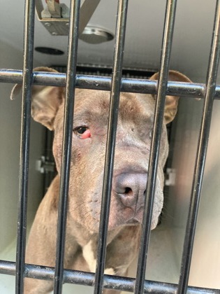 Shelter Stray Male Dog last seen Atlanta, GA 30318, Atlanta, GA 30336
