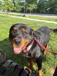 Shelter Stray Male Dog last seen Near W Pratt St, 21223, MD, Baltimore, MD 21230
