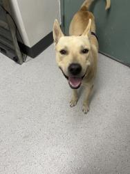 Shelter Stray Male Dog last seen Oakland, CA 94603, Oakland, CA 94601