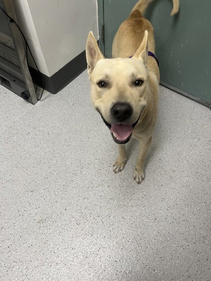 Shelter Stray Male Dog last seen Oakland, CA 94603, Oakland, CA 94601