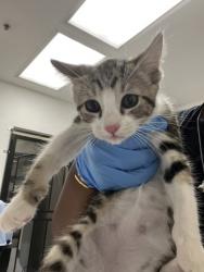Shelter Stray Male Cat last seen Berkeley, CA 94705, Oakland, CA 94601