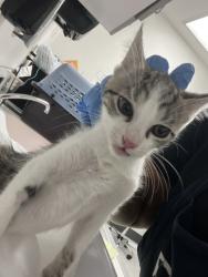 Shelter Stray Male Cat last seen Berkeley, CA 94705, Oakland, CA 94601