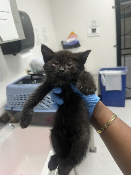 Shelter Stray Female Cat last seen , CA , Oakland, CA 94601