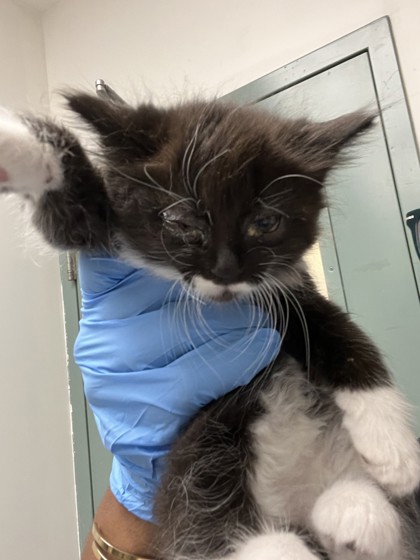 Shelter Stray Female Cat last seen , CA , Oakland, CA 94601