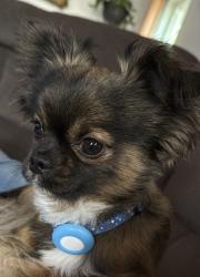 Reunited Male Dog last seen Castro st, San Leandro, CA 94577