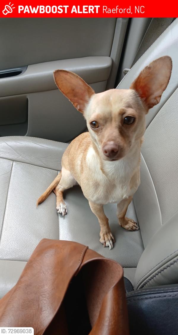 Lost Female Dog last seen Mockingbird Hill Road Raeford NC 28376, Raeford, NC 28376