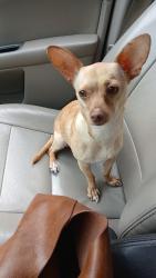 Lost Female Dog last seen Mockingbird Hill Road Raeford NC 28376, Raeford, NC 28376