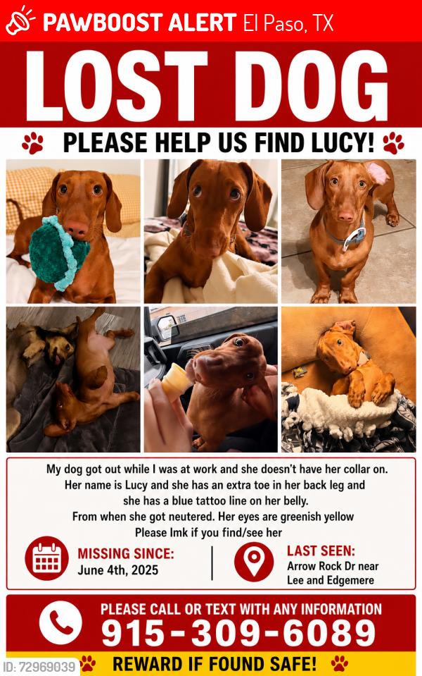 Lost Female Dog last seen Edgemere and lee by bill sybert middle school, El Paso, TX 79936