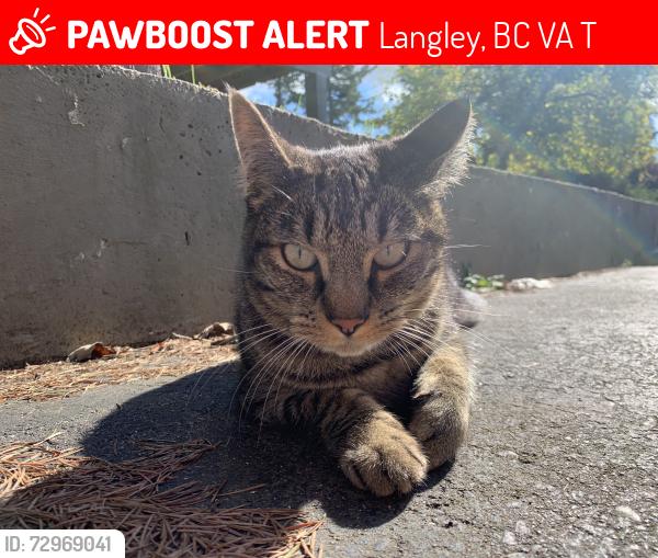 Lost Male Cat last seen Near and 32nd Langley , Langley, BC V3A 4T2