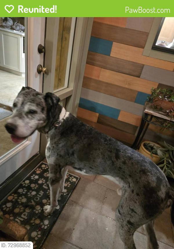 Reunited Male Dog last seen N Shannon Rd near Orange Grove, Tucson, AZ 85741