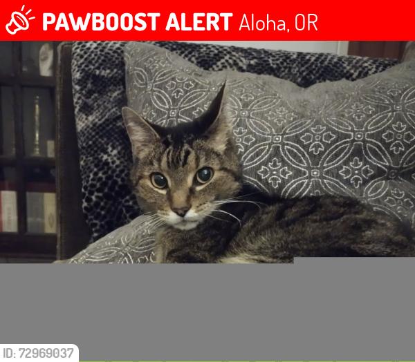 Lost Male Cat last seen York st, Aloha, OR 97006