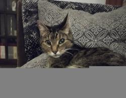 Lost Male Cat last seen York st, Aloha, OR 97006
