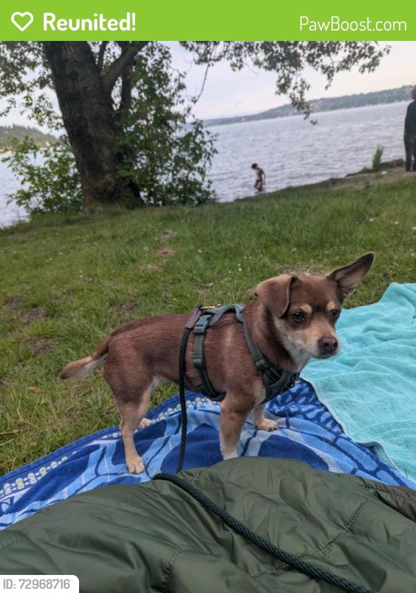 Reunited Female Dog last seen Near S fontanelle st, Seattle, WA 98118