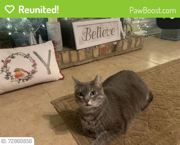 Reunited Female Cat last seen Front of hse , Lafayette, LA 70508