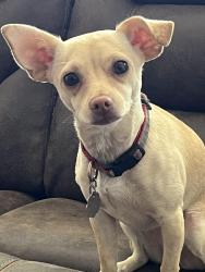 Reunited Female Dog last seen LILAC AVE, Bloomington, CA 92316