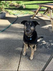 Reunited Female Dog last seen Se harlene st milwaukie Oregon , Milwaukie, OR 97222