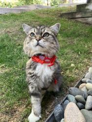 Reunited Female Cat last seen Near w 6th ave, Lakewood, CO 80214