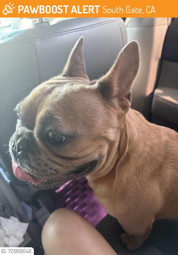 Found/Stray Male Dog last seen Imperial hwy , South Gate, CA 90242