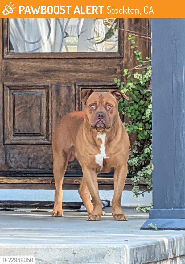 Found/Stray Male Dog last seen Buena vista , Stockton, CA 95204