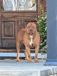 Found/Stray Male Dog last seen Buena vista , Stockton, CA 95204