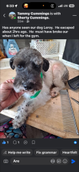 Reunited Male Dog last seen Near Celeste Wrecker Service, Hunt County, TX 75458