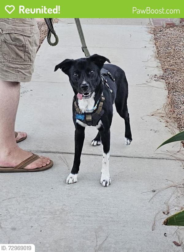 Reunited Female Dog last seen Near Lees Ave, Long Beach, CA 90808, USA, Long Beach, CA 90808