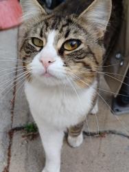 Lost Male Cat last seen Commerce Center, Los Angeles, CA 90022
