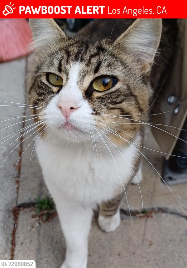 Lost Male Cat last seen Commerce Center, Los Angeles, CA 90022