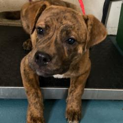 Shelter Stray Female Dog last seen , Memphis, TN 38133