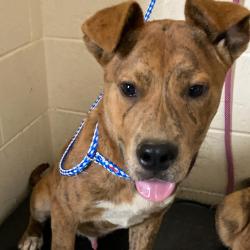 Shelter Stray Male Dog last seen , Memphis, TN 38133