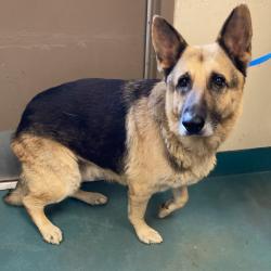 Shelter Stray Male Dog last seen , Memphis, TN 38133