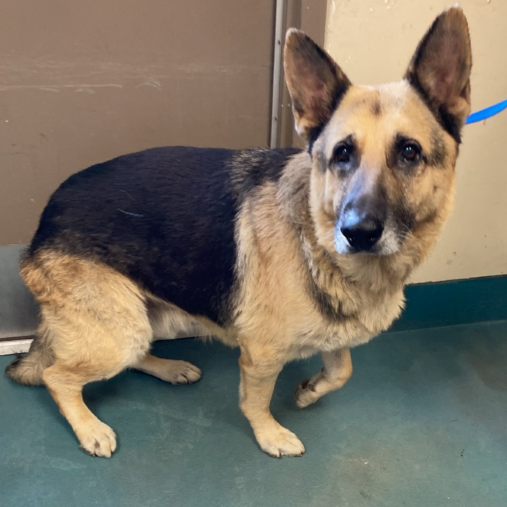 Shelter Stray Male Dog last seen , Memphis, TN 38133