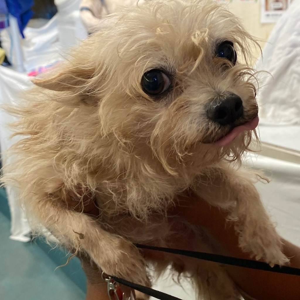 Shelter Stray Female Dog last seen , Memphis, TN 38133
