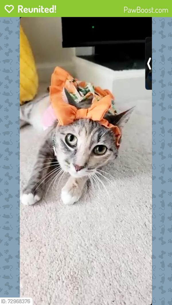 Reunited Female Cat last seen Christopher Way, Fayetteville, NC 28303, USA, Fayetteville, NC 28303
