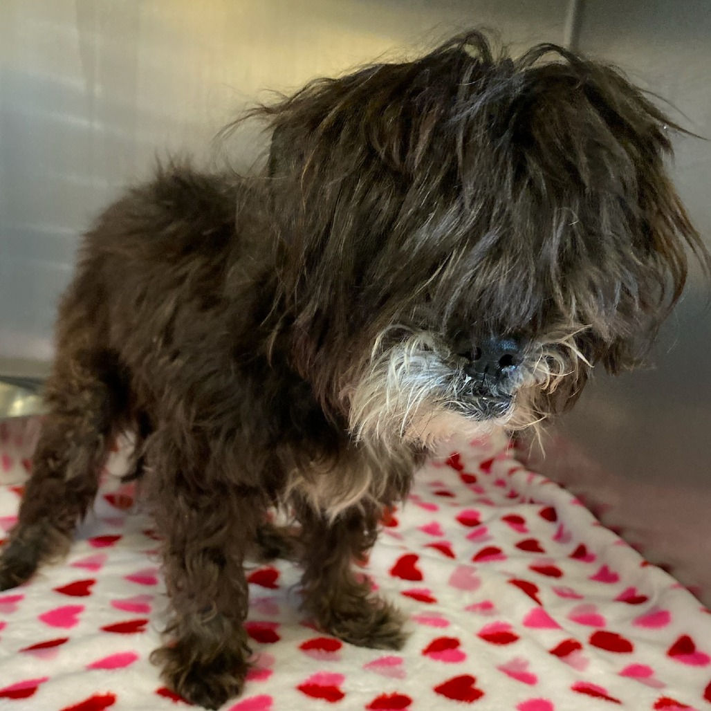 Shelter Stray Male Dog last seen , Memphis, TN 38133